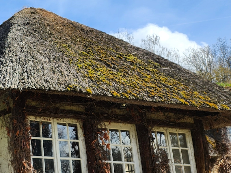 Démoussage toit de chaume