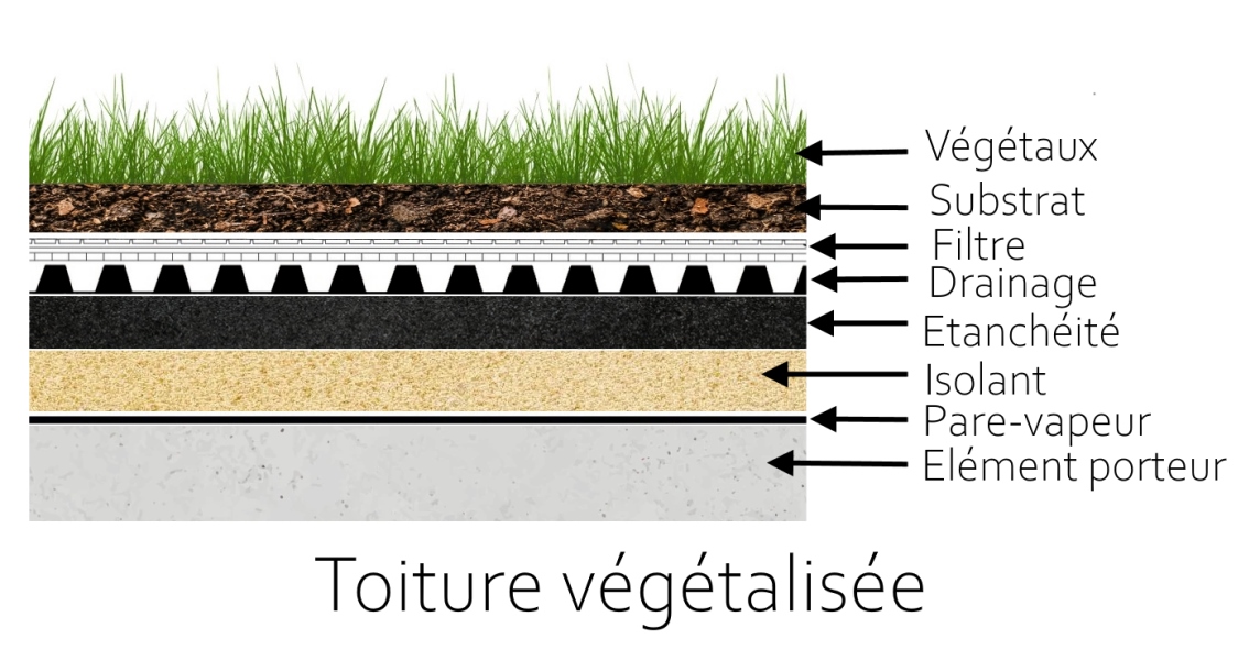 Schéma de toiture végétalisée