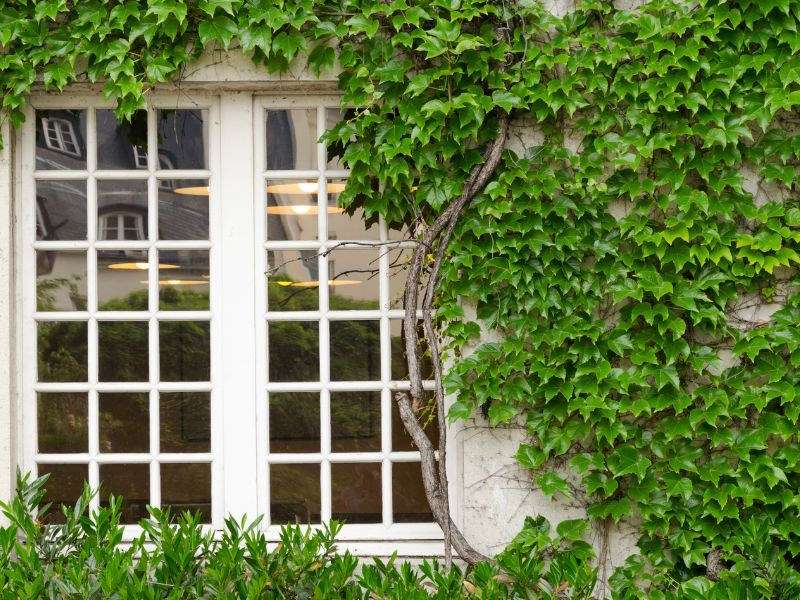 Quel habillage pour un mur extérieur ? Lierre et mur extérieur