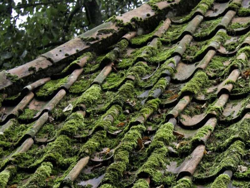 Réfection de toiture à Paris et en Île-de-France Démoussage d'une toiture