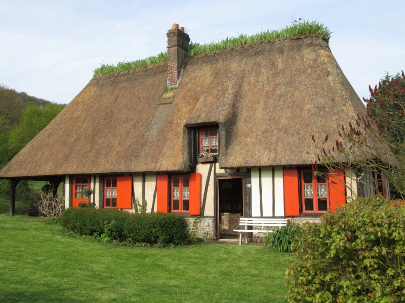 Iris sur toit de chaume