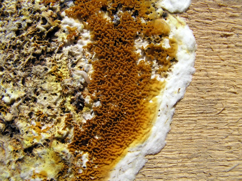 Mérule maison champignon