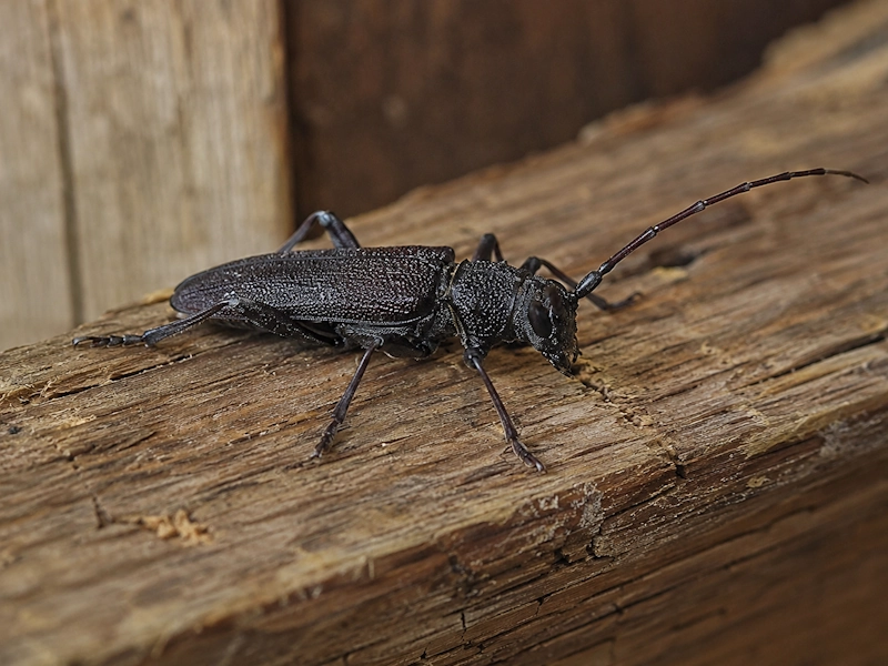 Capricorne des maisons : insecte